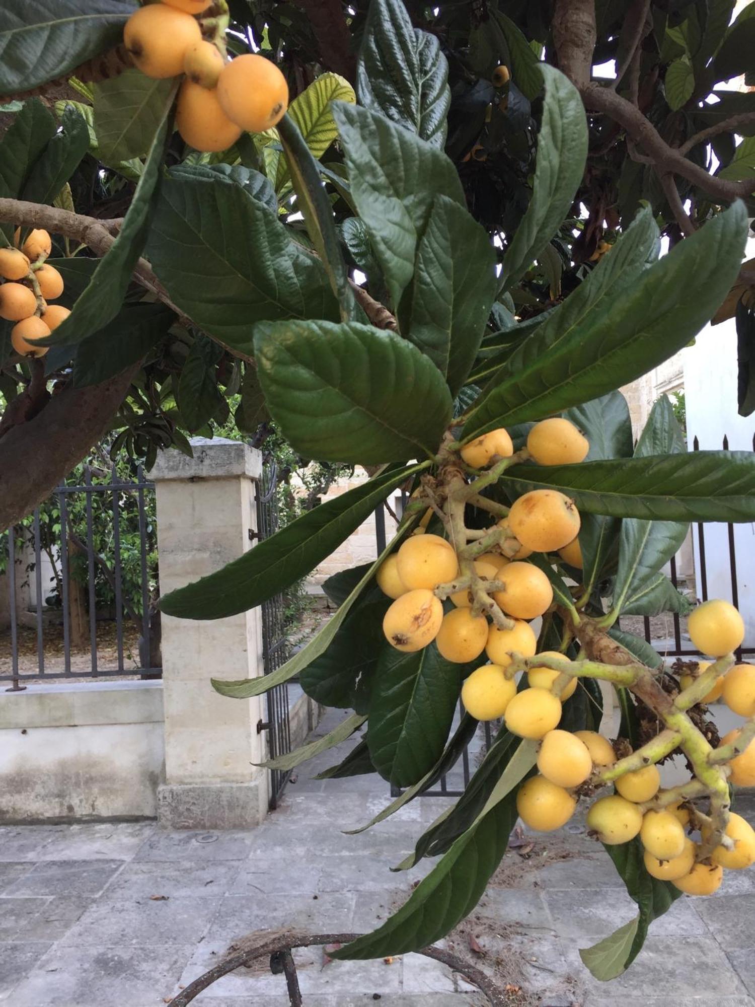 Bed & Breakfast Palazzo De Carlo E Il Parco Dei 7 Pozzi Lecce